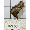 Bogwood 60