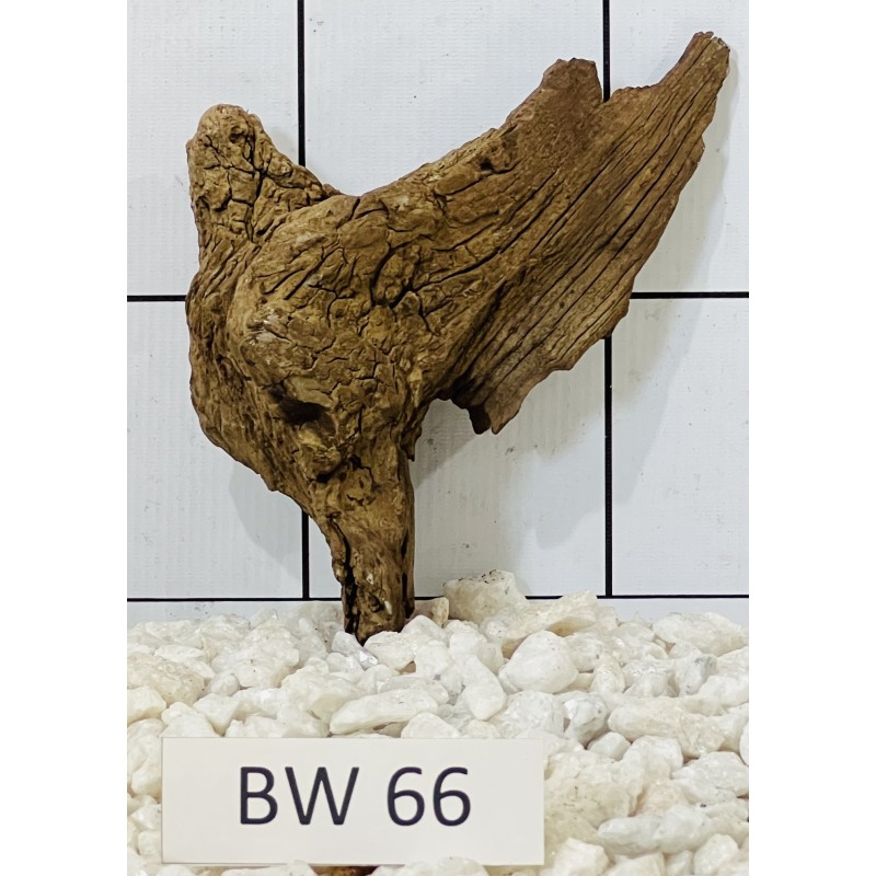 Bogwood 66