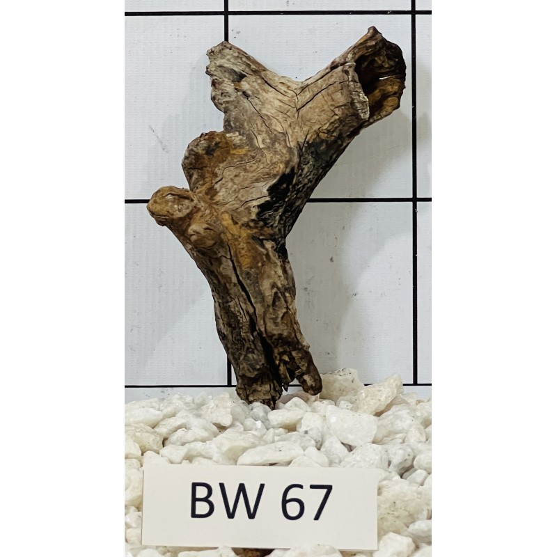 Bogwood 67