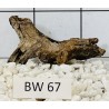 Bogwood 67