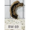 Bogwood 69