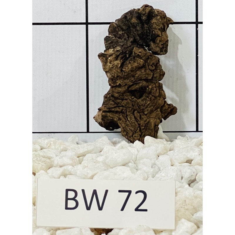 Bogwood 72