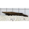 Bogwood 77