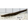 Bogwood 77