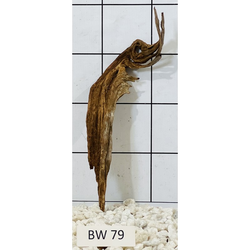 Bogwood 79