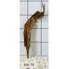 Bogwood 79