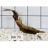 Bogwood 79