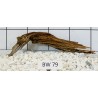 Bogwood 79