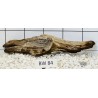 Bogwood 84