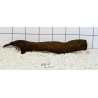 Bogwood 47