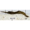 Bogwood 89