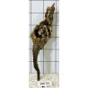 Bogwood 93
