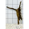Bogwood 97