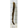 Bogwood 99