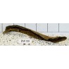 Bogwood 99