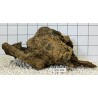Bogwood 101