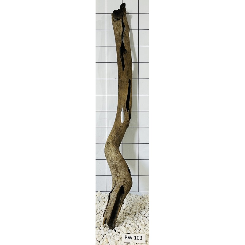 Bogwood 103