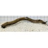 Bogwood 103