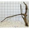 Bogwood 104