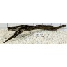 Bogwood 105
