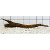 Bogwood 105