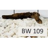 Bogwood 109