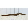 Bogwood 50