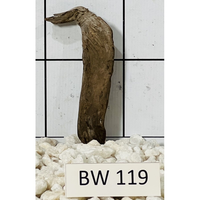 Bogwood 119
