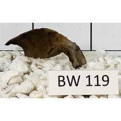 Bogwood 119