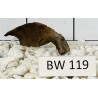 Bogwood 119