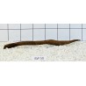Bogwood 50