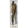 Bogwood 131