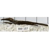 Bogwood 137