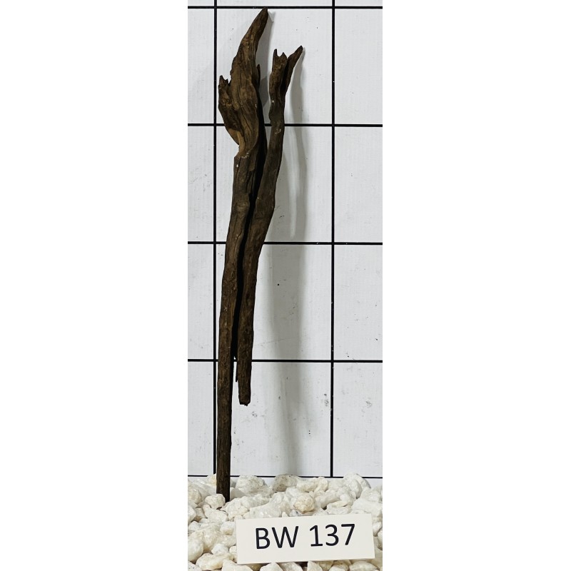 Bogwood 137