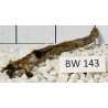 Bogwood 143