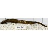Bogwood 147