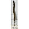 Bogwood 147