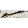 Bogwood 147