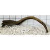 Bogwood 157