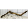 Bogwood 158