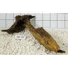 Bogwood 159