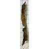 Bogwood 160