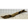 Bogwood 160