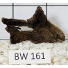 Bogwood 161