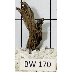 Bogwood 170