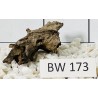 Bogwood 173
