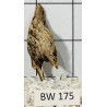 Bogwood 175