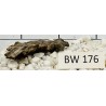 Bogwood 176