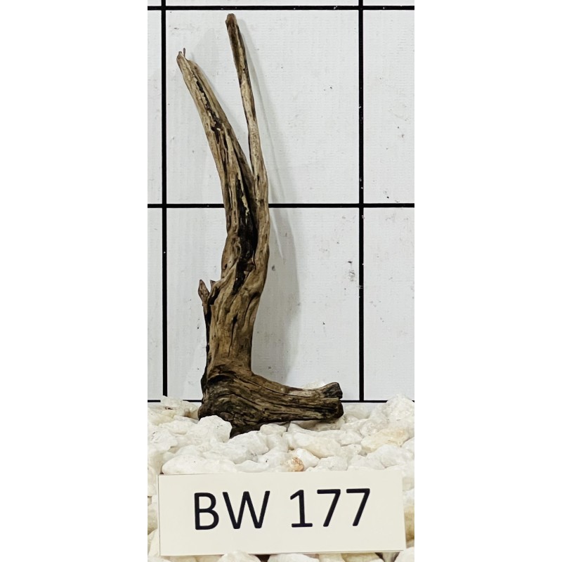 Bogwood 177