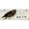 Bogwood 178